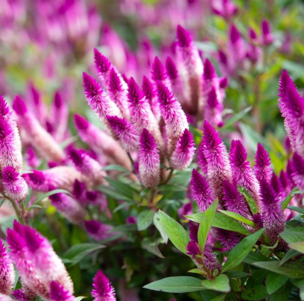 Celosia